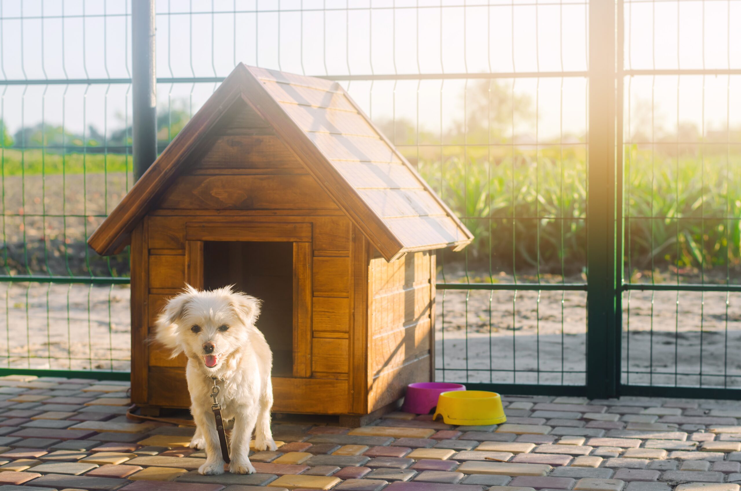 residencia canina