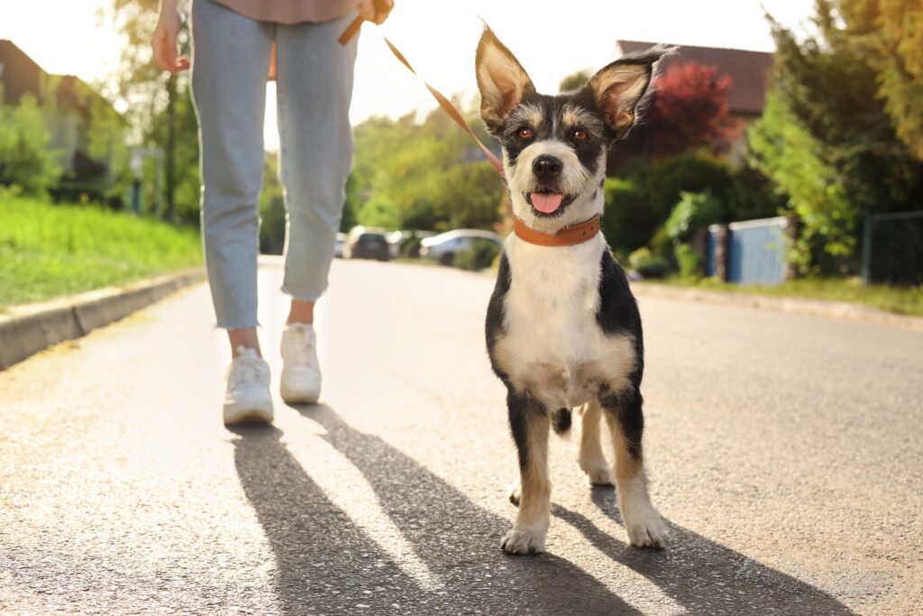 perro tranquilo con su guía resultado trabajo miedo canino